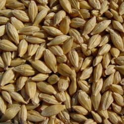 Organic Barley, Hulless - Cook or Sprout